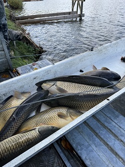 Große Amur auf der Rutsche